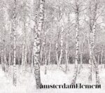 Birch Tree Wallpaper,  Wallpaper Mural for Home Decor, Nursery, and Accent Walls