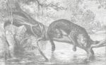 Jaguar Mural Wallpaper: Sepia Gray,  Decor - Image 3