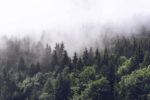 Wall mural Forest of trees with fog - Image 2