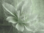 Wall mural Wall mural Elegant shades of soft green petals - Image 3